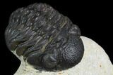 Morocops Trilobite - Visible Eye Facets #120080-3